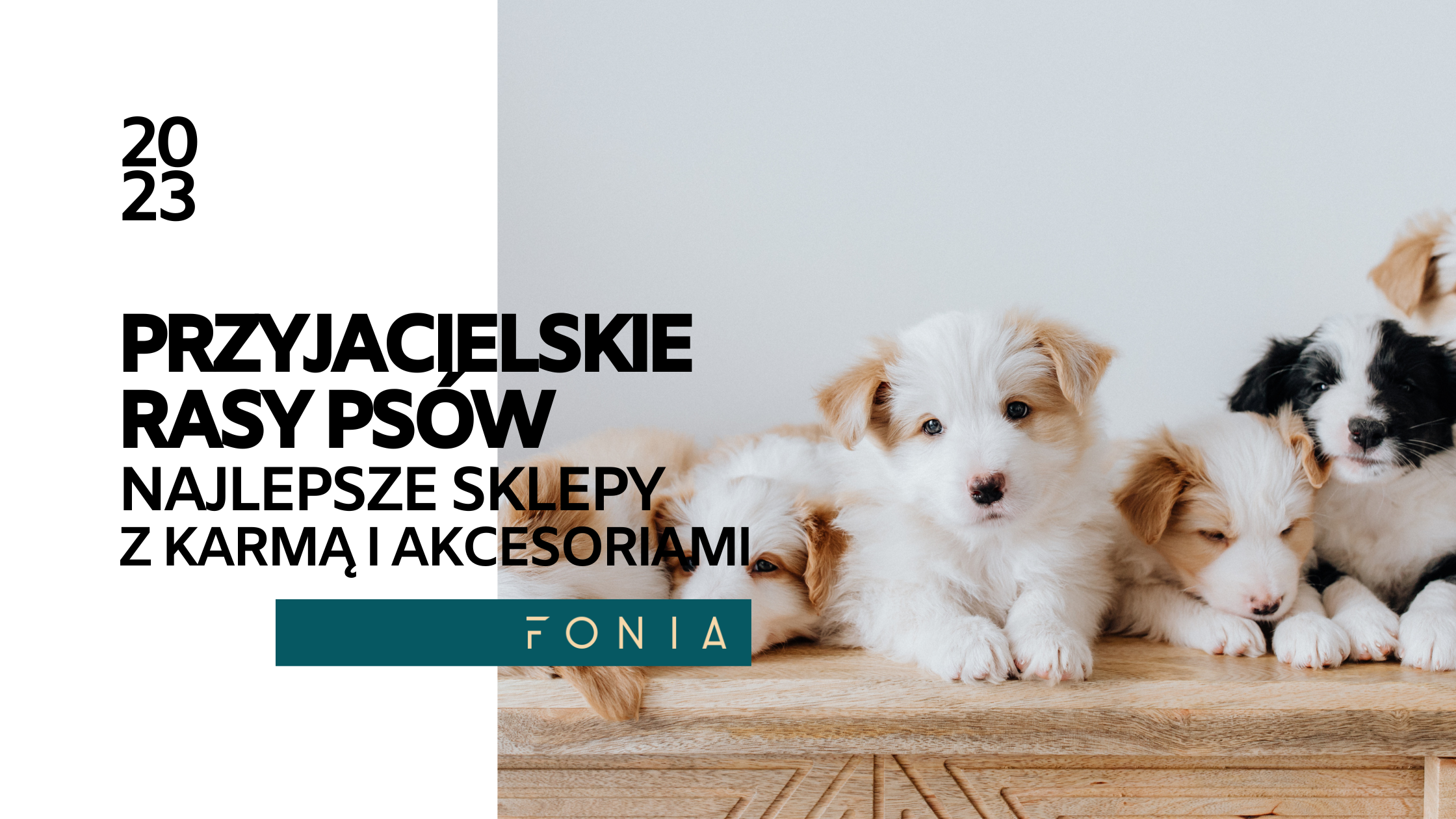 rasy psów